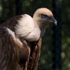 Griffon Vulture - Gänsegeier