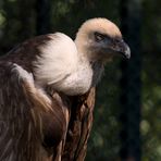 Griffon Vulture - Gänsegeier