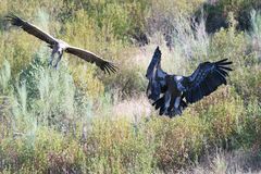 Griffon Vultures