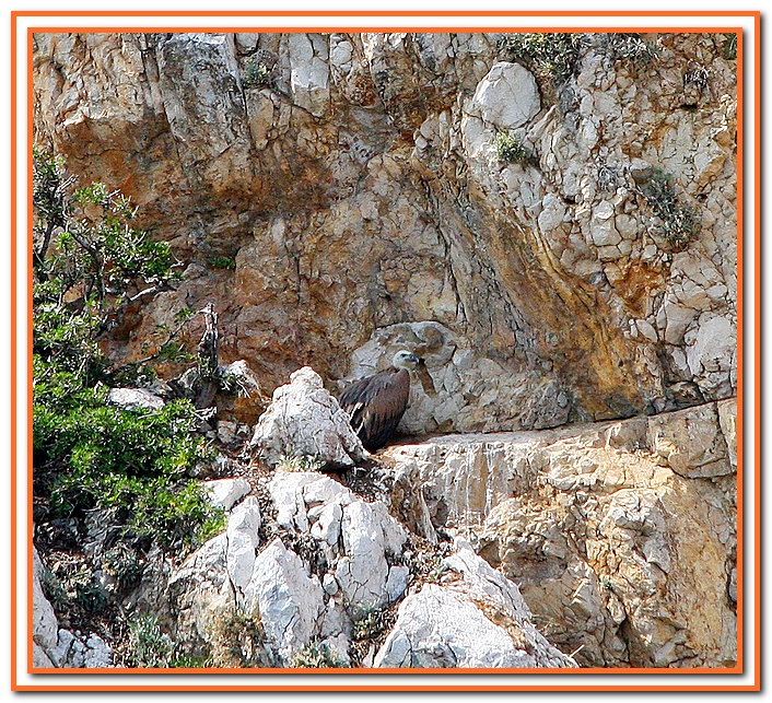 GRIFONE. Foto % Immagini| animali, uccelli allo stato libero, animali ...