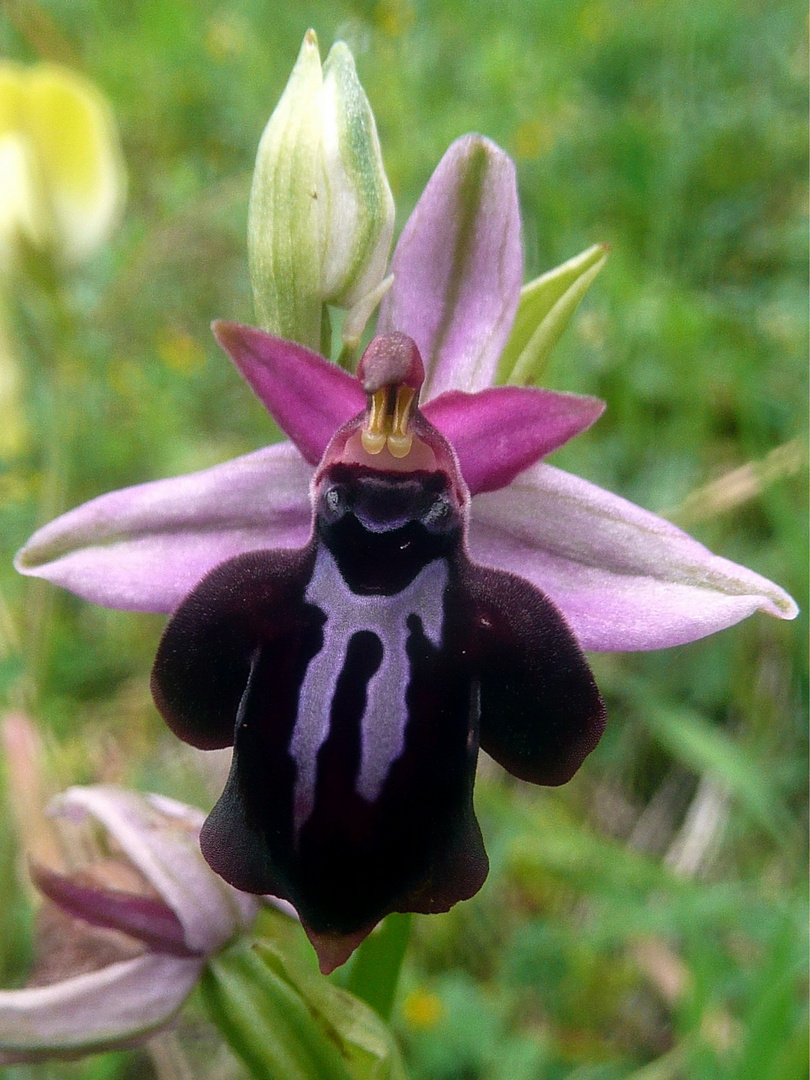 Grigorianische Ragwurz (Ophrys spruneri subsp. grigoriana)