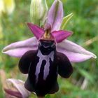 Grigorianische Ragwurz (Ophrys spruneri subsp. grigoriana)