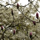 "Grillages" de Magnolia roses sur fonds de magnolia blancs...