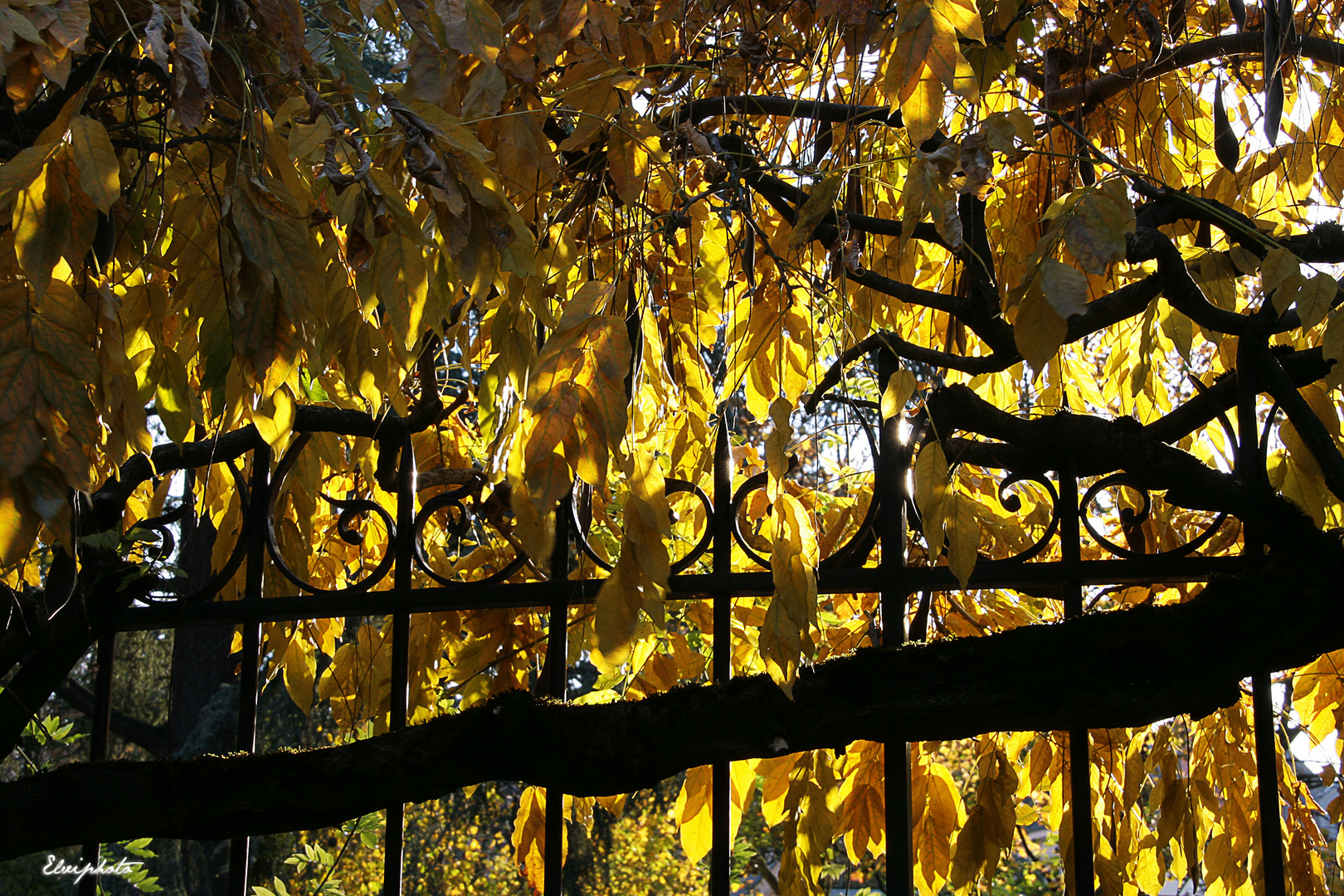 Grille et feuilles d'or