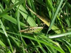 Grille im Gras