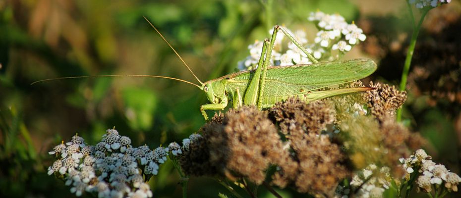 Grille in der Sonne.