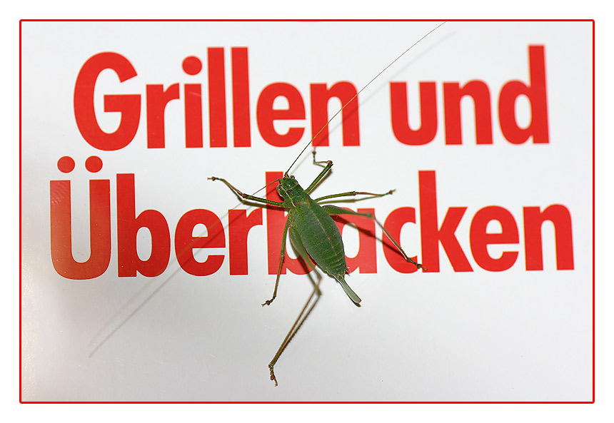 Grillen Grillen?