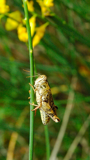 grillo