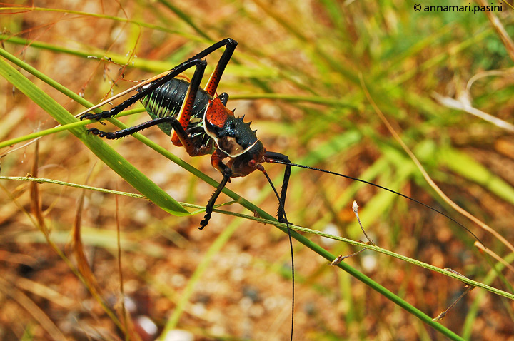 Grillo armato - Namibia