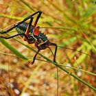 Grillo armato - Namibia