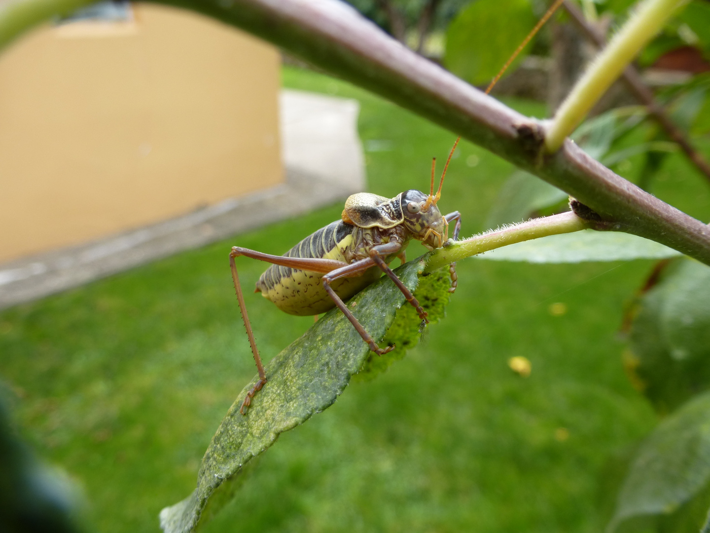 grillo en el jardin