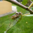 grillo en el jardin