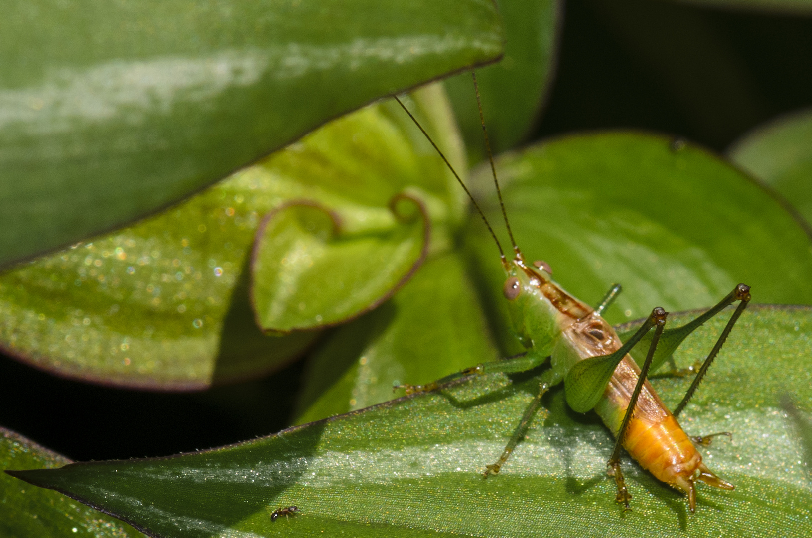 GRILLO (Gryllidae)