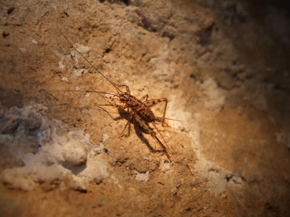 Grillo in grotta