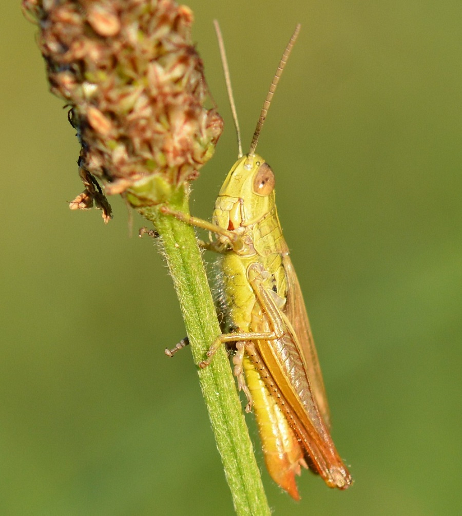 grillo in posa