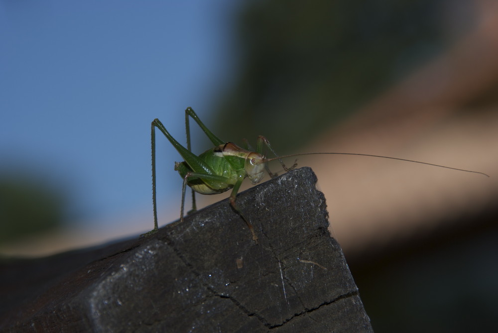 grillo nel cortile