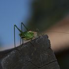 grillo nel cortile