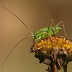 grillo o cavalletta?