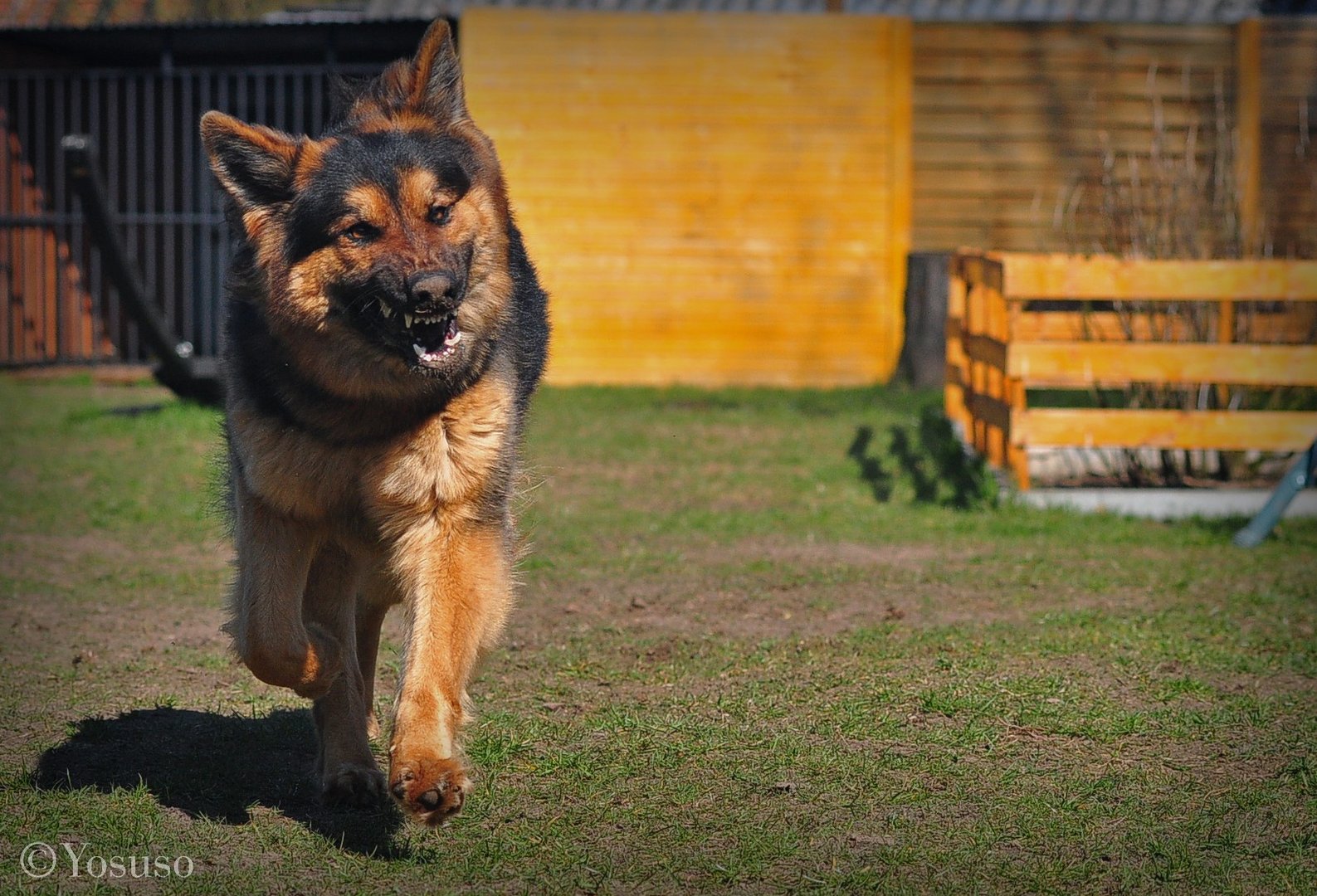 Grimassen Foto & Bild | tiere, haustiere, hunde Bilder auf fotocommunity