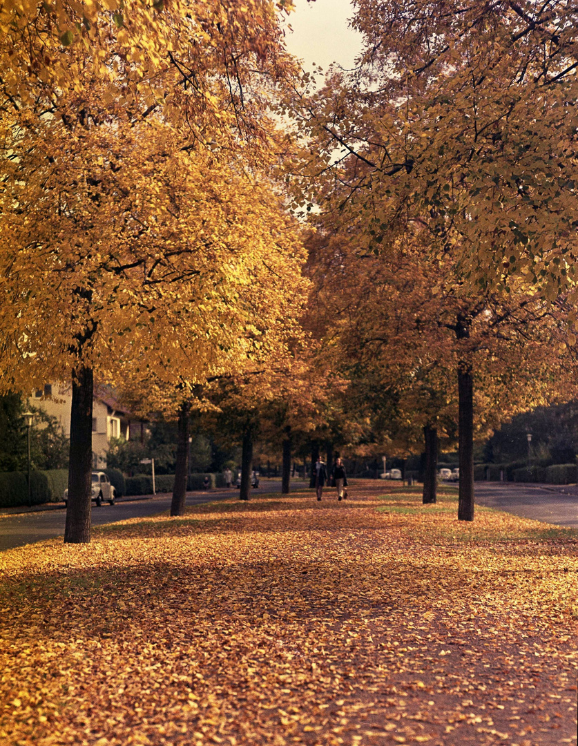 Grimm-Allee im goldenen Herbst