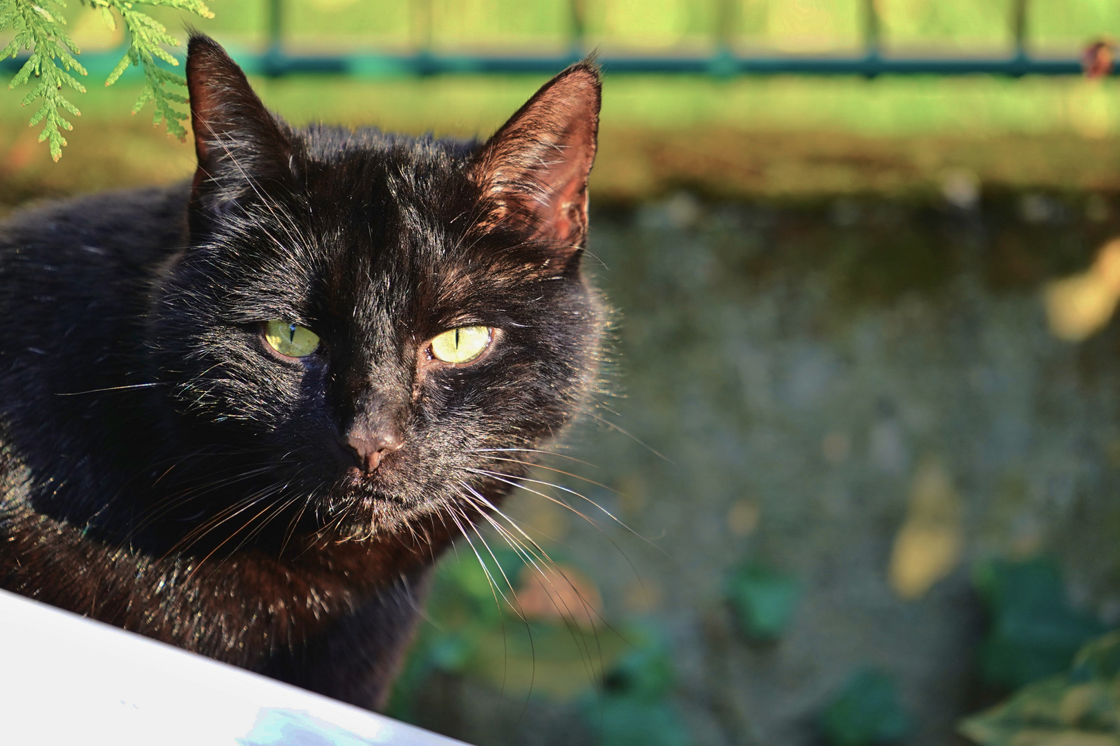 Grimmig schaut die Katze hinter einem Rohr hervor