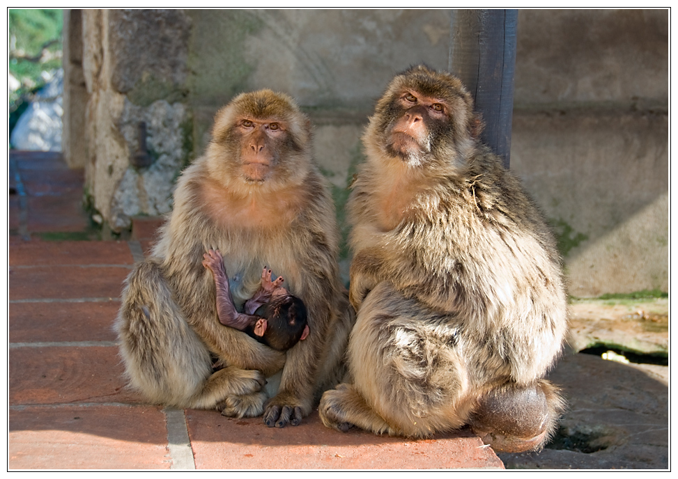 Grimmige Affen auf Gibraltar