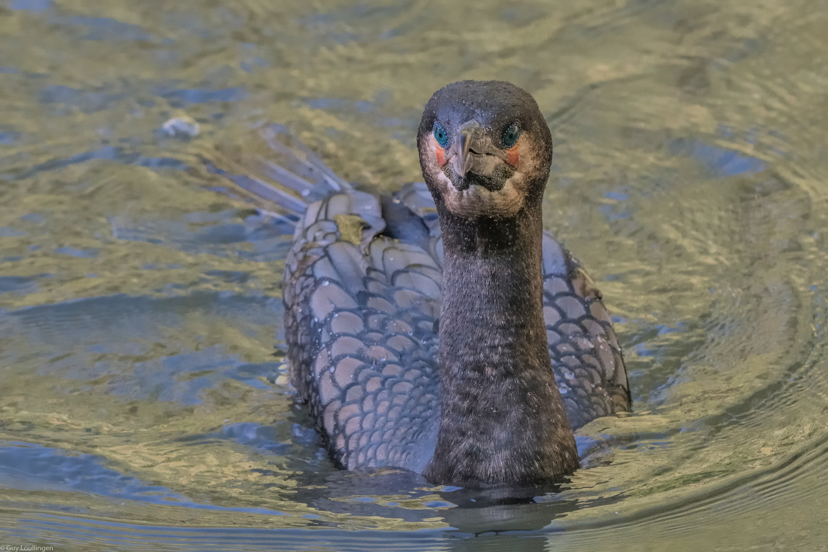 grimmiger Blick