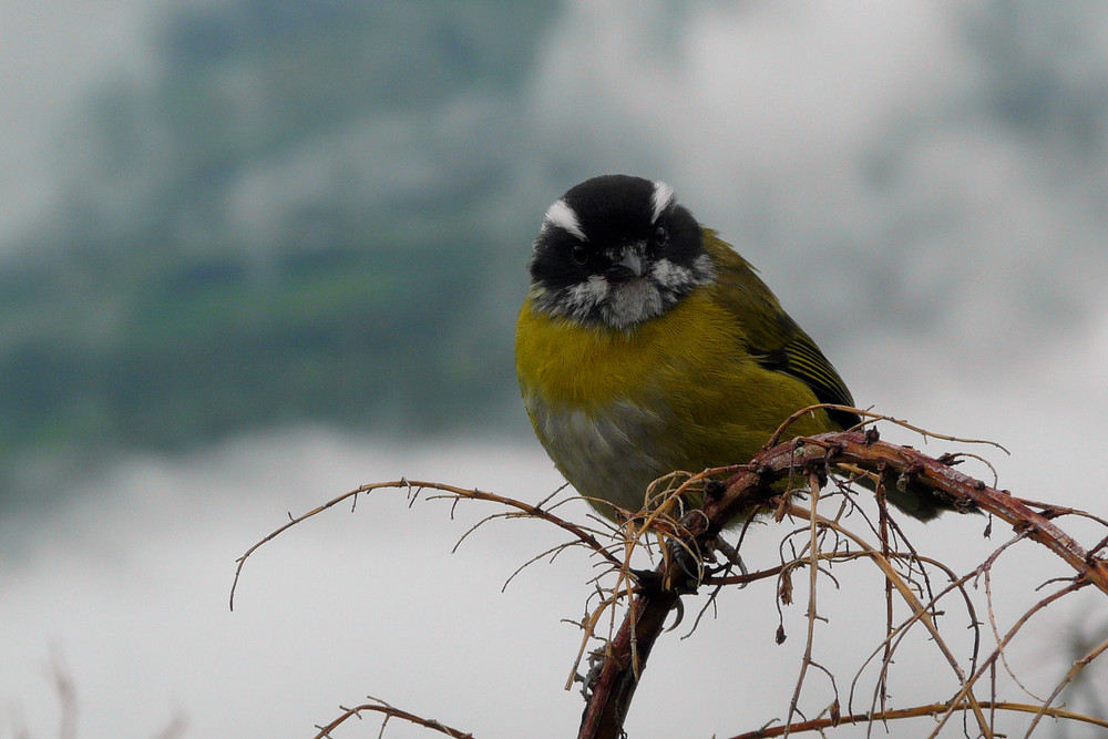 grimmiger Blick