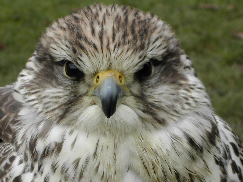 Grimmiger Blick...