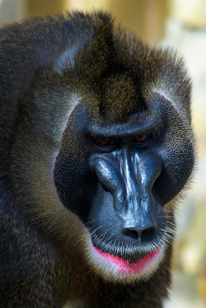 grimmiger Blick