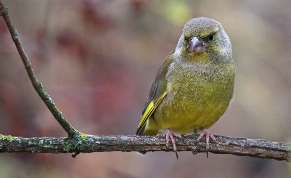 "GRIMMIGER BLICK" - warum wohl? (ISO 3200)