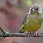 "GRIMMIGER BLICK" - warum wohl? (ISO 3200)