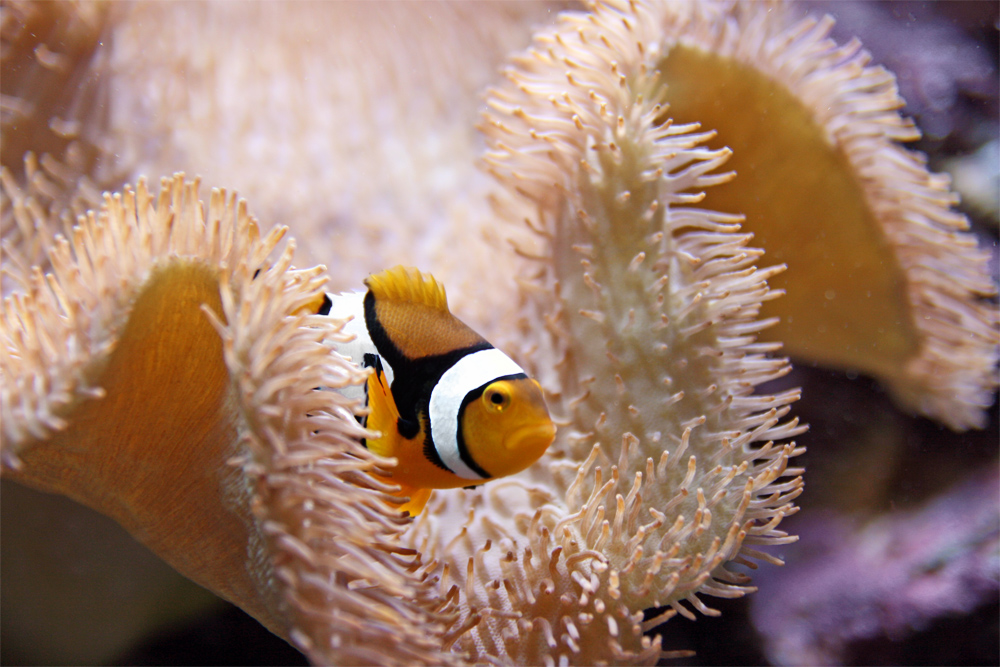 grimmiger Clownfisch im Aquarium