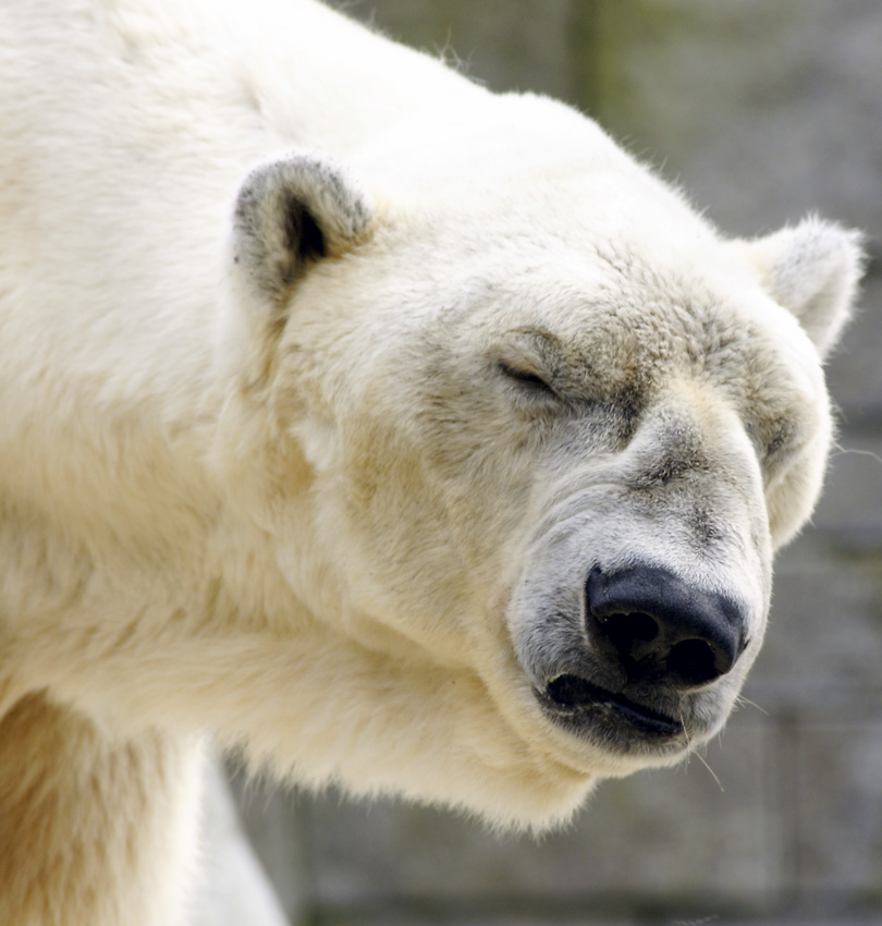 Grimmiger Eisbär von Willi Schmitz