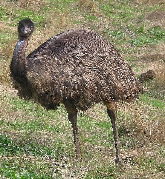 Grimmiger Emu