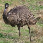 Grimmiger Emu