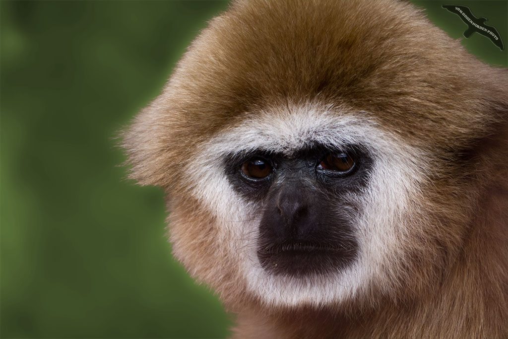 Grimmiger Gibbon