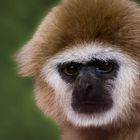 Grimmiger Gibbon