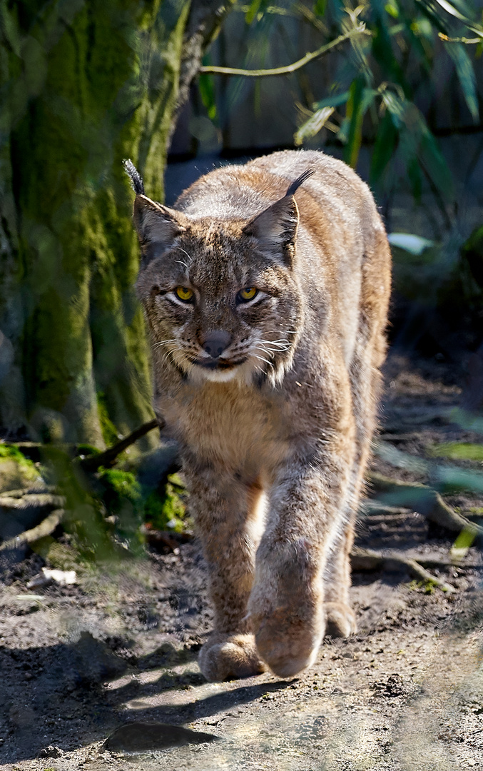 Grimmiger Luchs