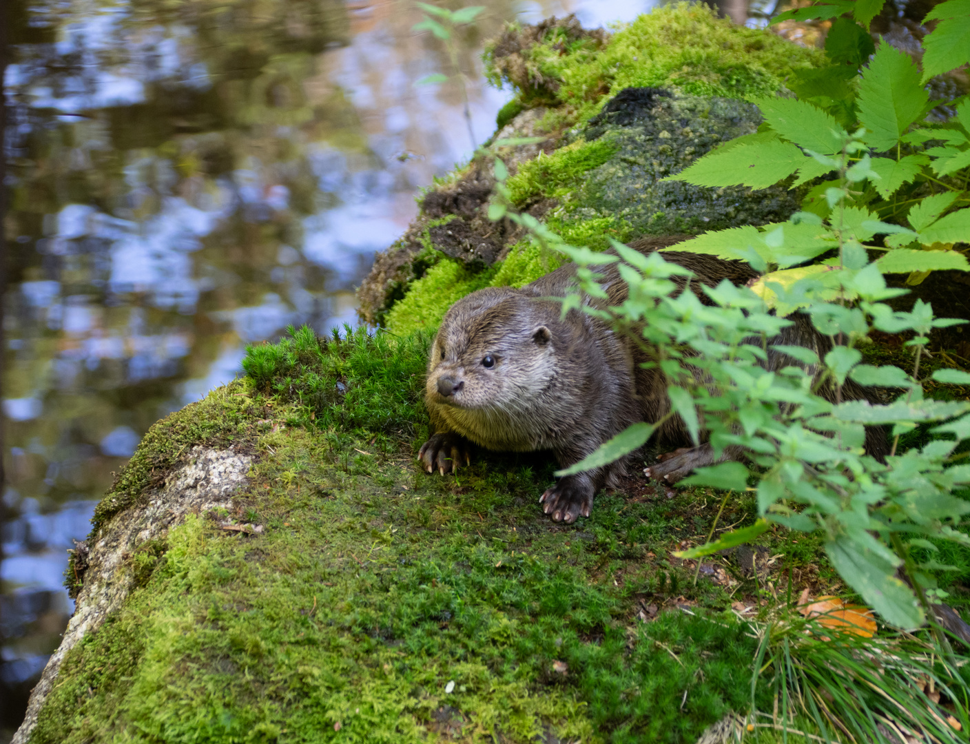 Grimmiger Otter