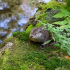 Grimmiger Otter