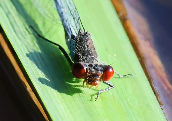 grimmiges Gesicht :-))