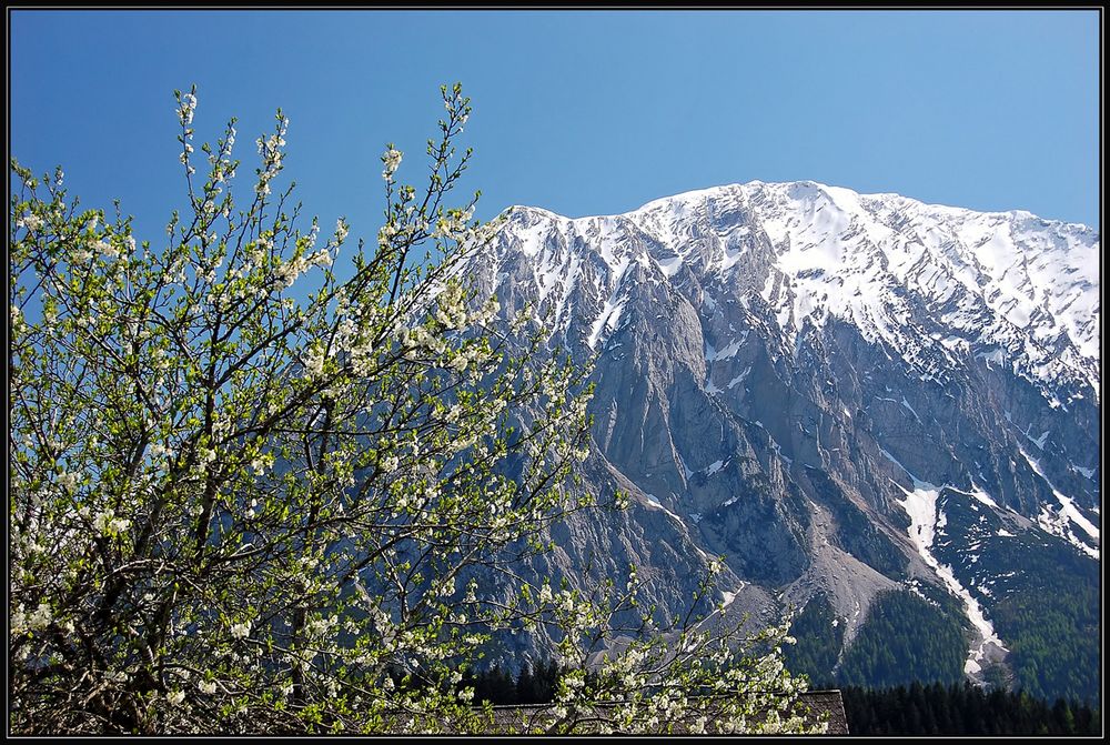 Grimming, Schneehaube und Baumblüte - 2008