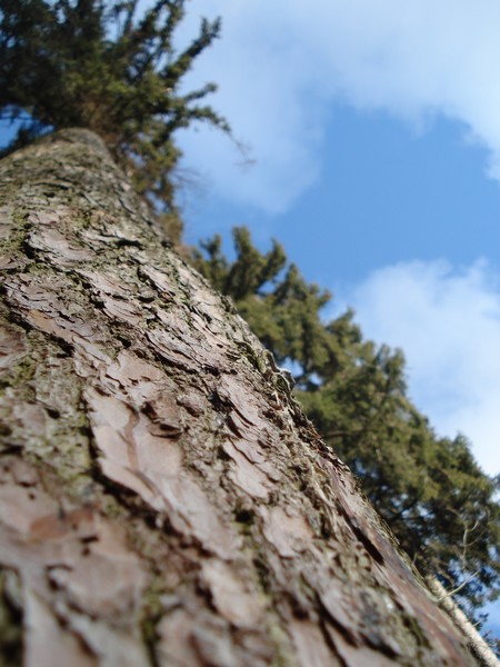 {Grimper jusqu'aux cimes des arbres pour chatouiller le ciel.}