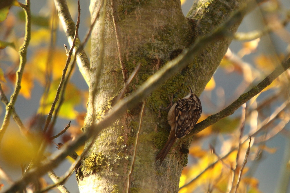 grimpereau des bois