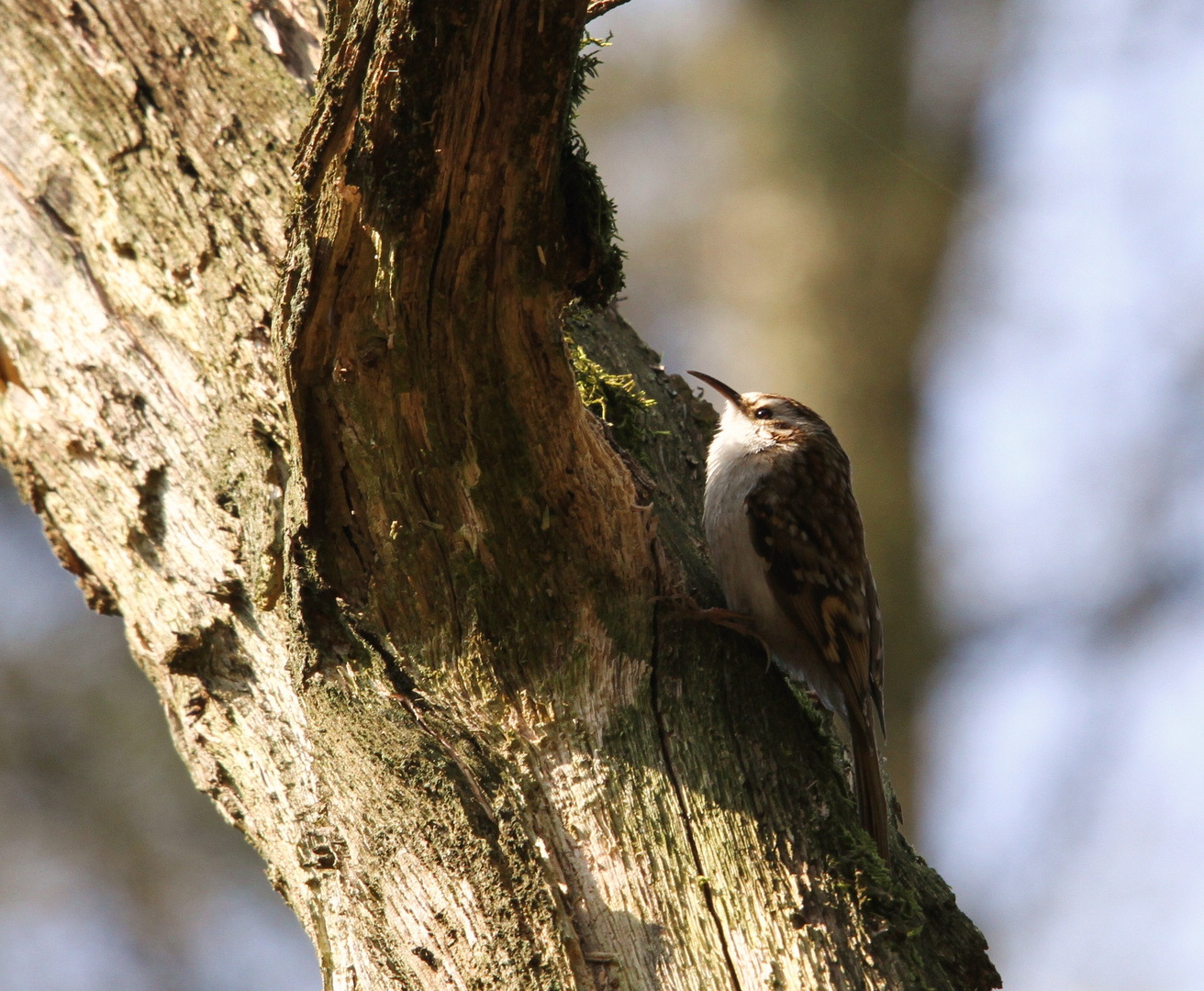 Grimpereau des Bois