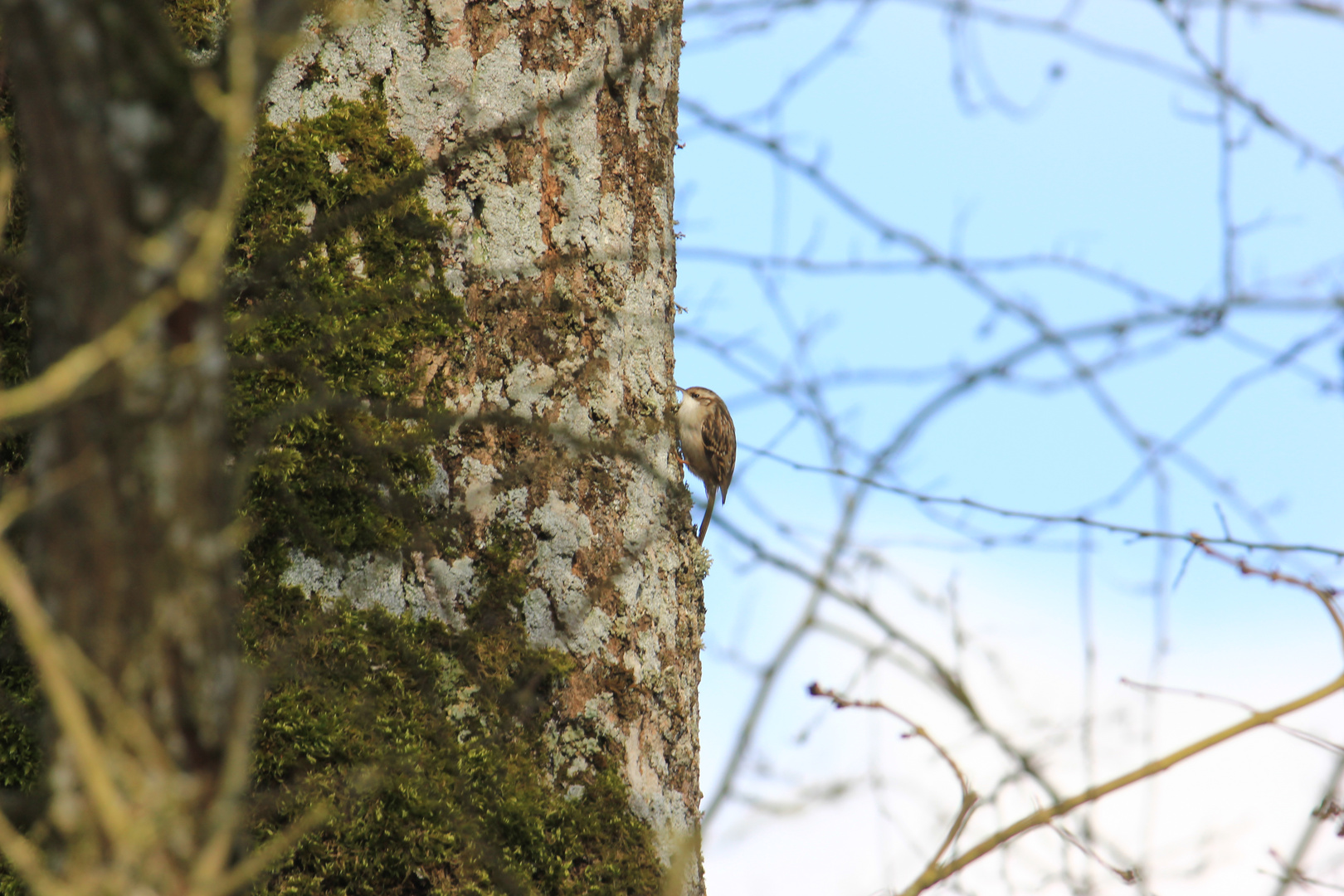 grimpereau des bois