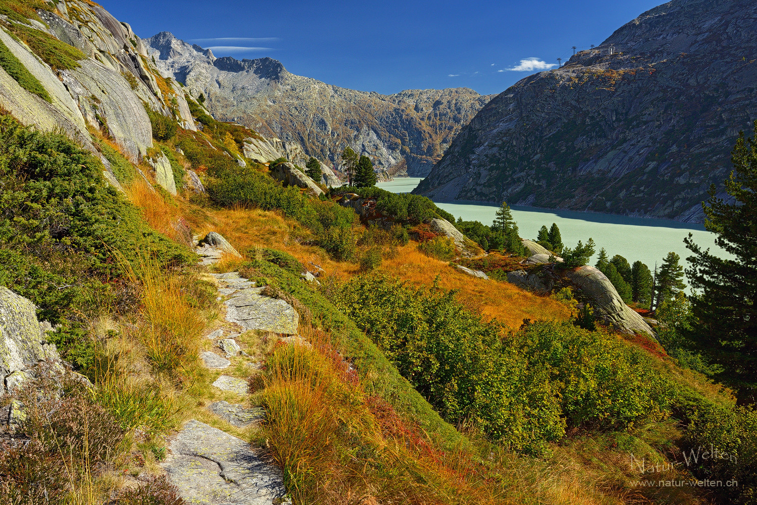 Grimsel Arvenwald