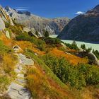 Grimsel Arvenwald