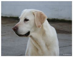 grin dog